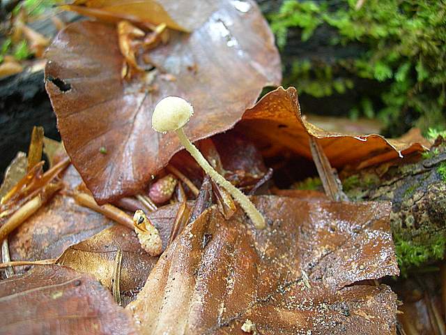 La  Flora  micologica  Alsaziana